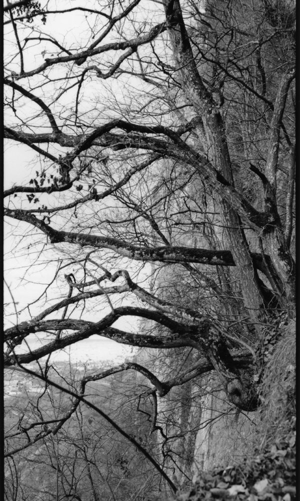 Arnaud-Chamorel-Photography-Woods-Contorsions