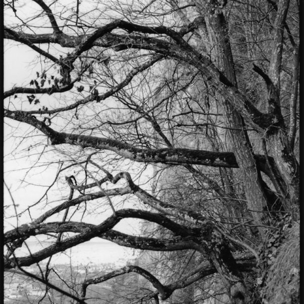Arnaud-Chamorel-Photography-Woods-Contorsions