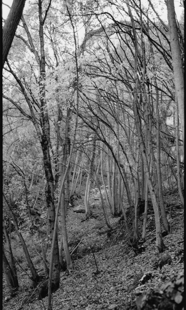Arnaud-Chamorel-Photography-Woods-La forêt des fées