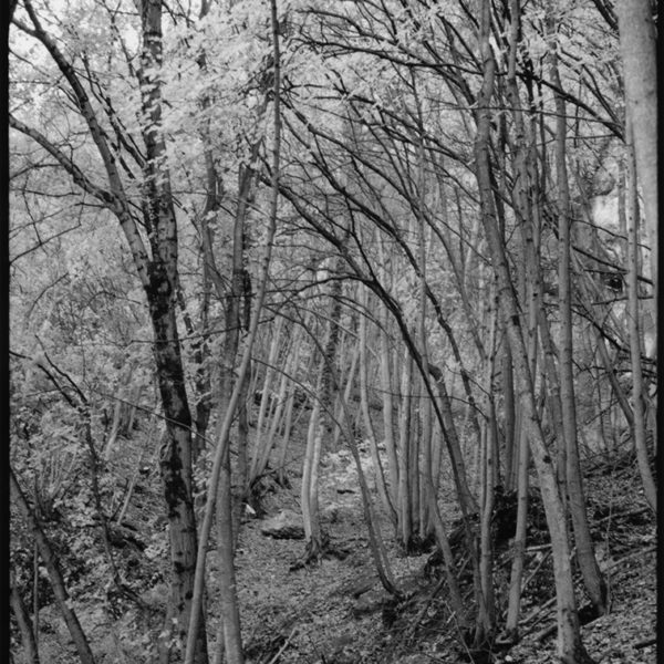 Arnaud-Chamorel-Photography-Woods-La forêt des fées